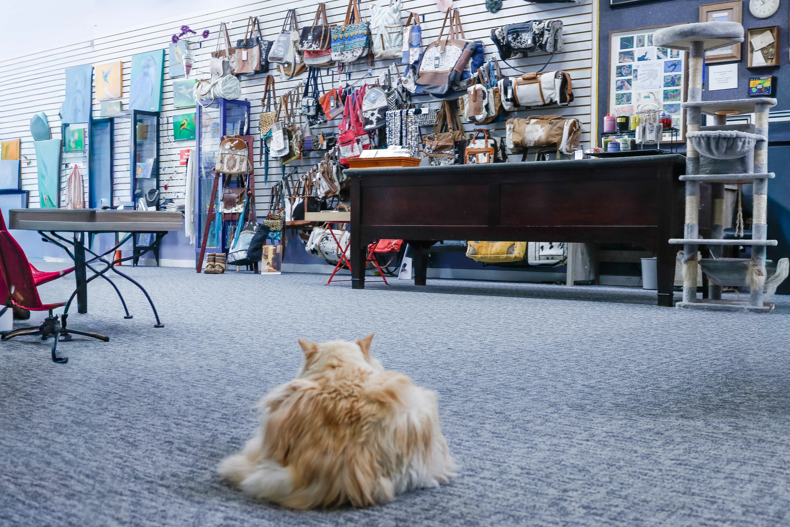 Gallery pet keeping watch over the showroom